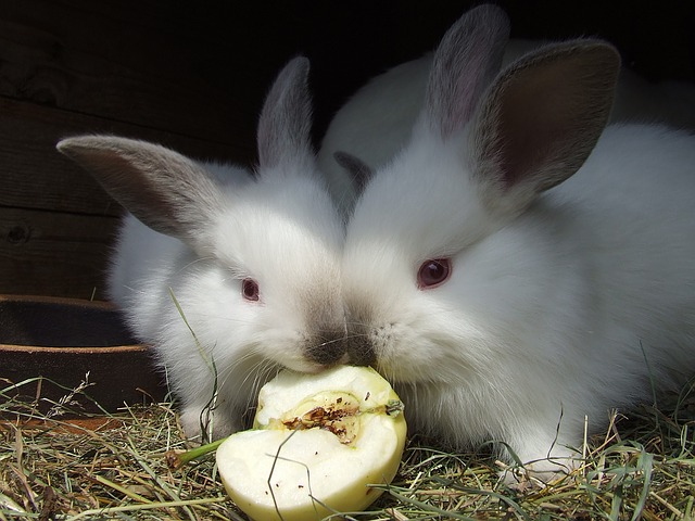 Frutas que pueden comer los Conejos,