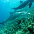 delfines canarias