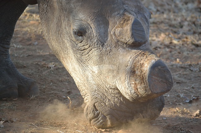 rinoceronte blanco sin cuerno, marfil, trafico de especies