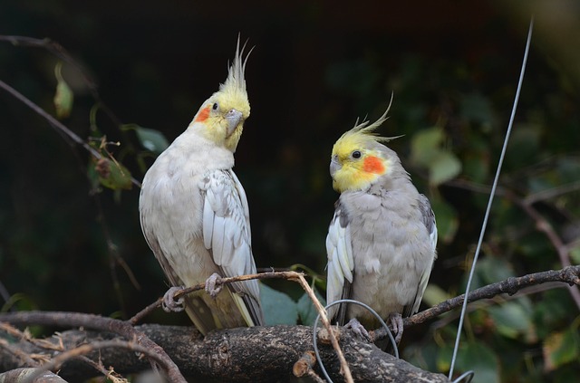 pareja de ninfas cacatúas, cacatillos pájaros