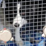 perro adiestrado en su jaula