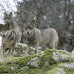 prohibición de la caza de lobos en España